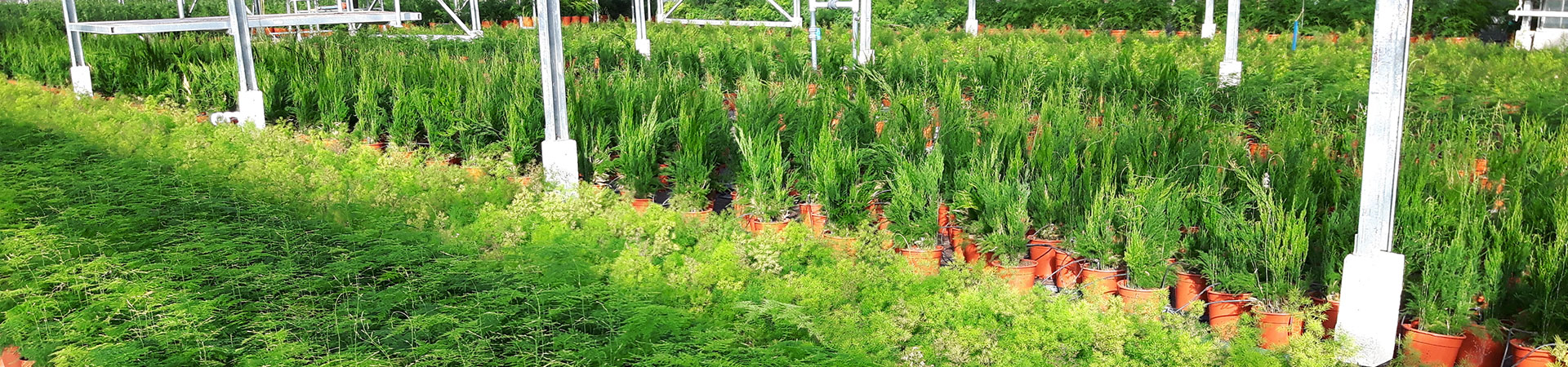 Asparagus meyers  pot 21 cm