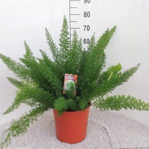 Asparagus meyers  pot 27 cm