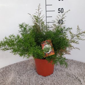 Asparagus cwebe  pot 21 cm   UITVERKOCHT