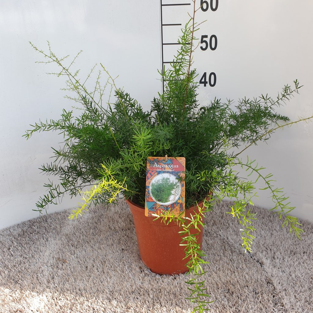 Asparagus sprengeri pot 21 cm (mazeppa) UITVERKOCHT Kwekerij Tarre en